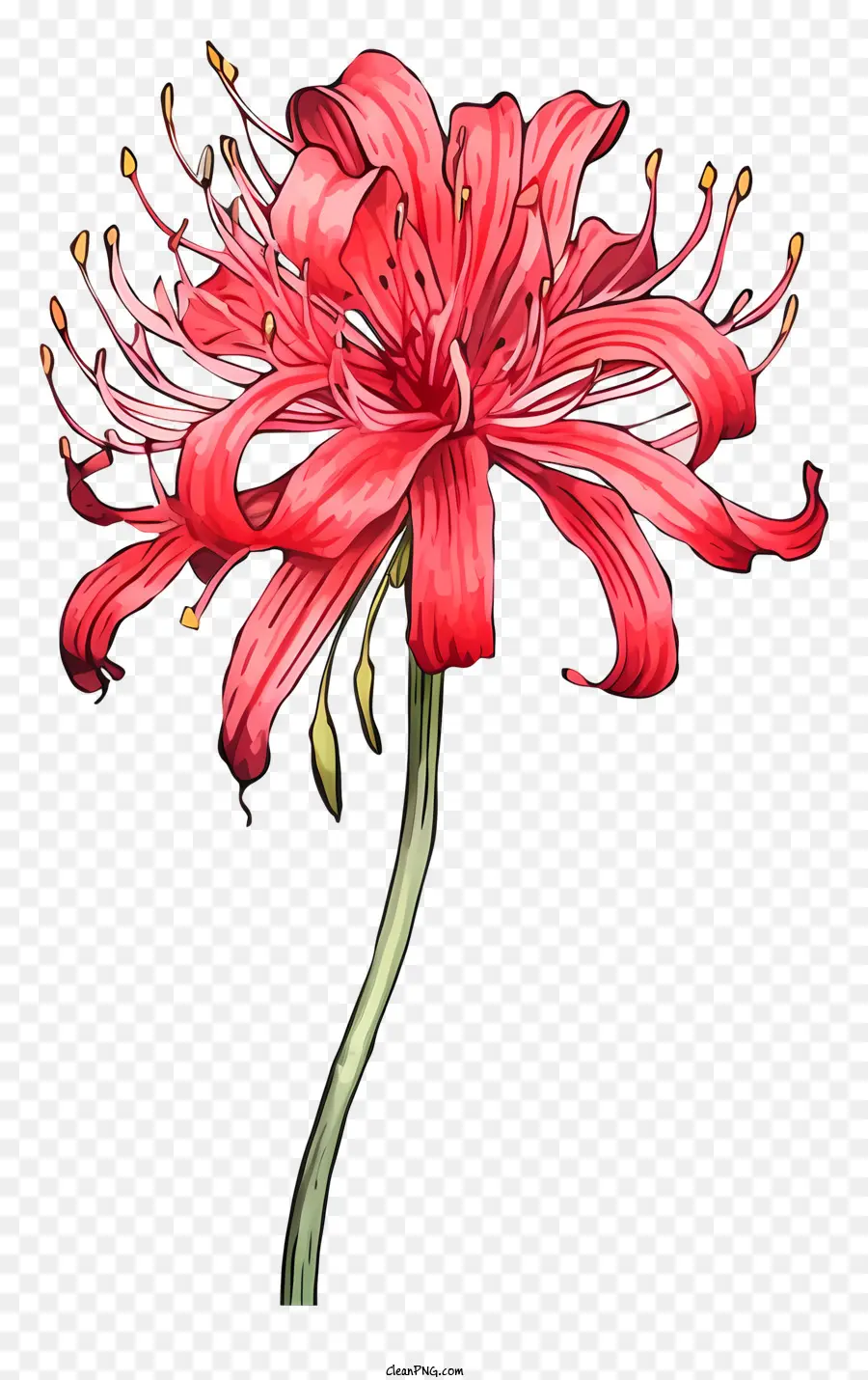 Pintura De Flores Roja，Pétalos Y Estambre PNG