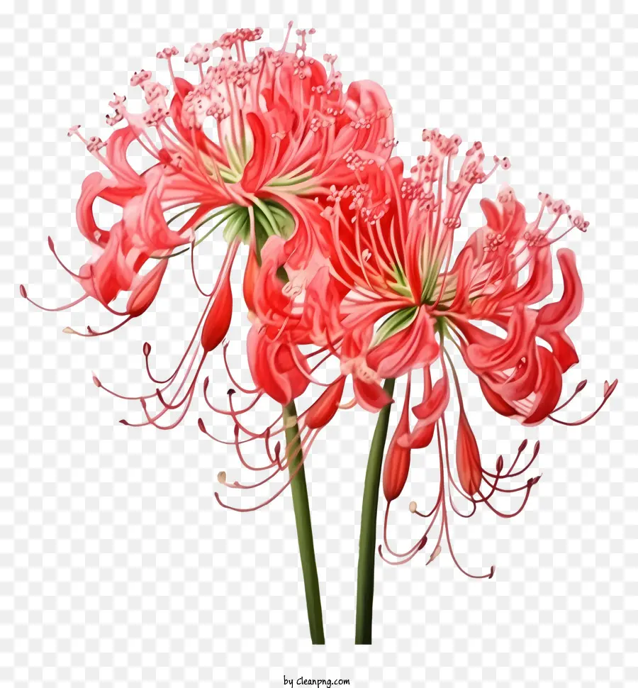 Flores Rojas，Lirio PNG