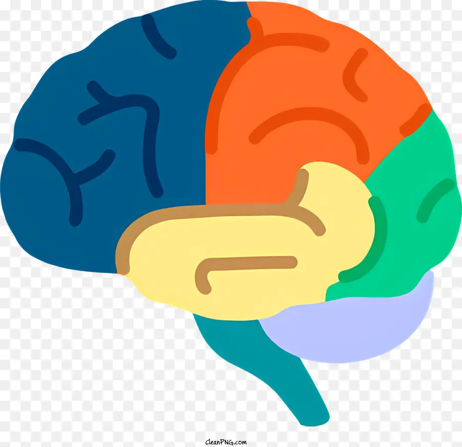El Cerebro Humano，Lóbulo Frontal PNG