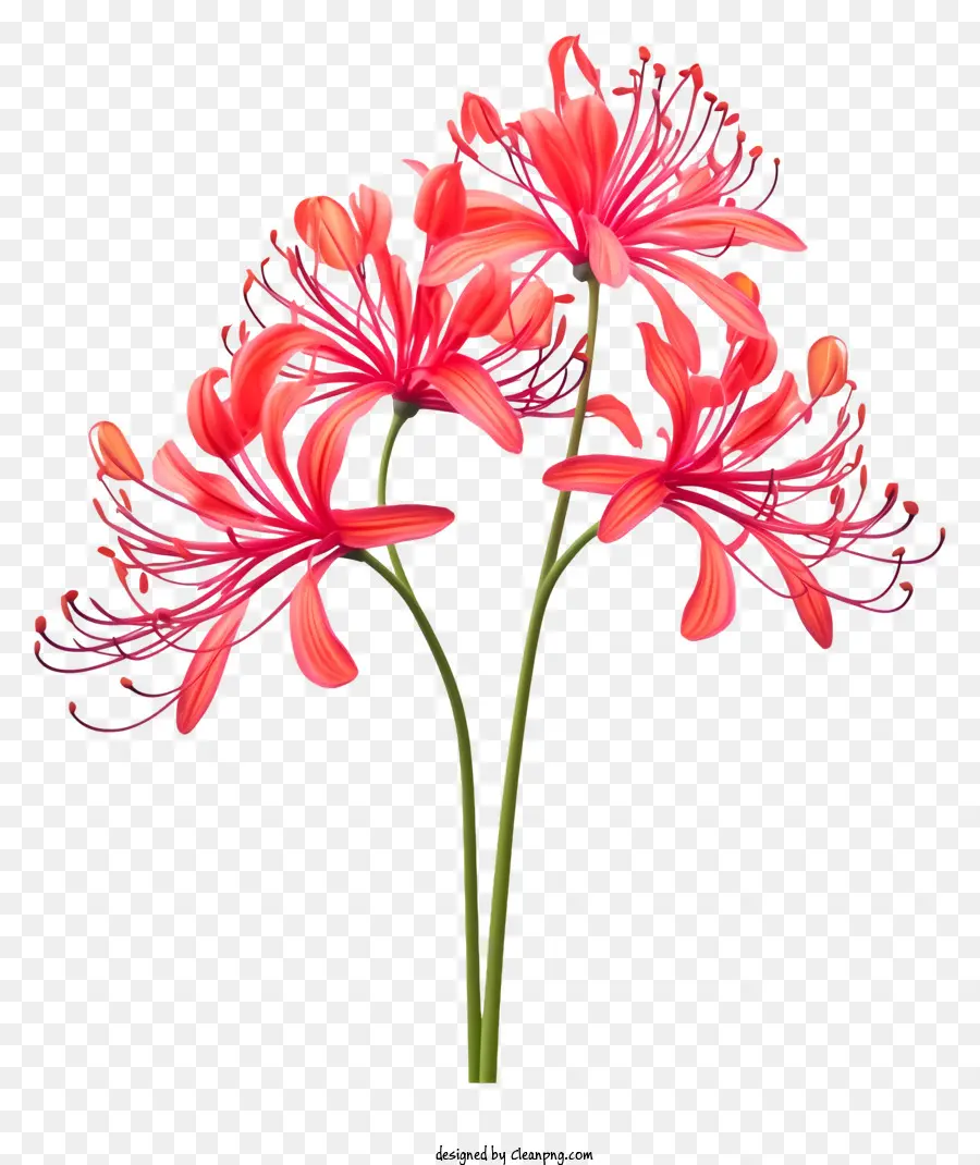 Crisantemo Rojo，Flor PNG