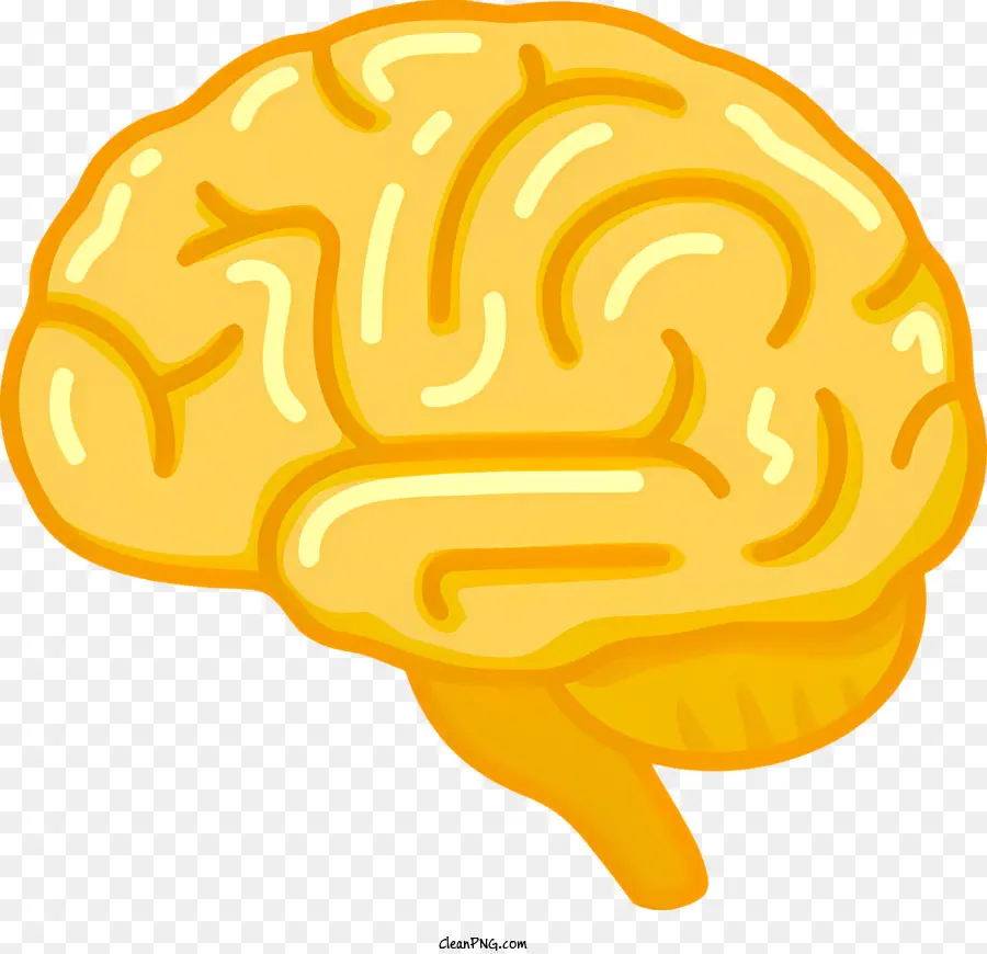 El Cerebro Humano，Cerebro De Estilo De Dibujos Animados PNG