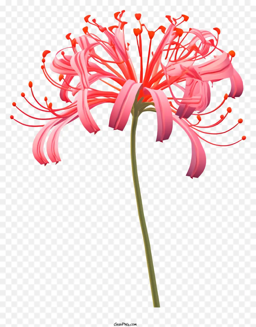 Flor Rosa，Flores Rojas PNG