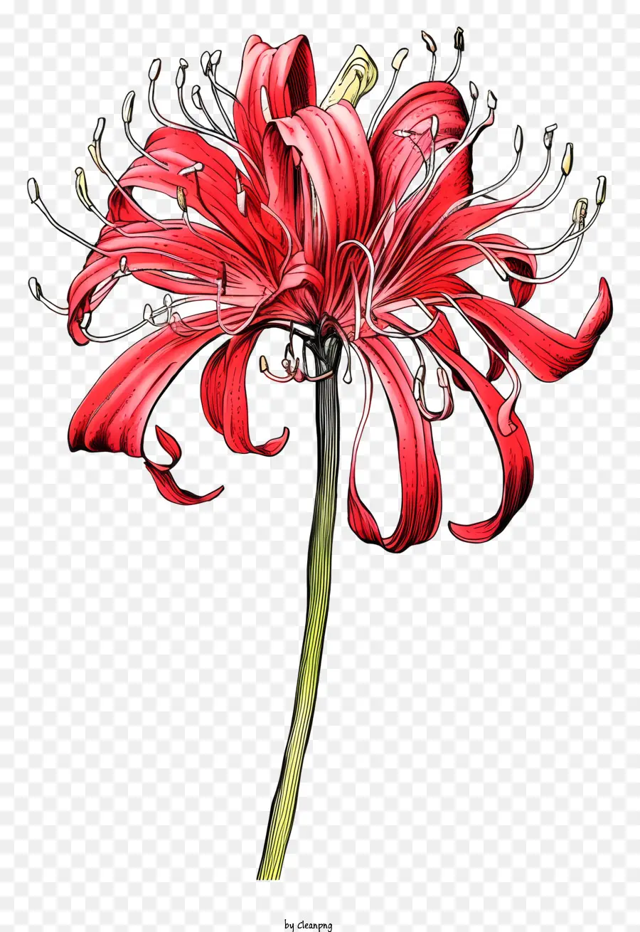 Flor Roja，Black Background PNG