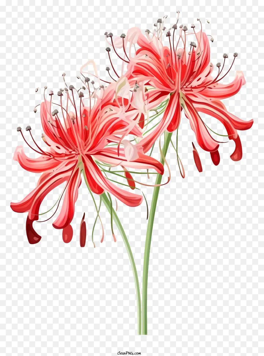 Flores，Flores Rojas PNG