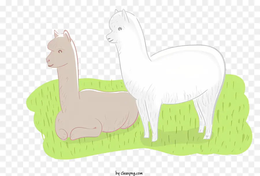 Llamas，Alpaca PNG