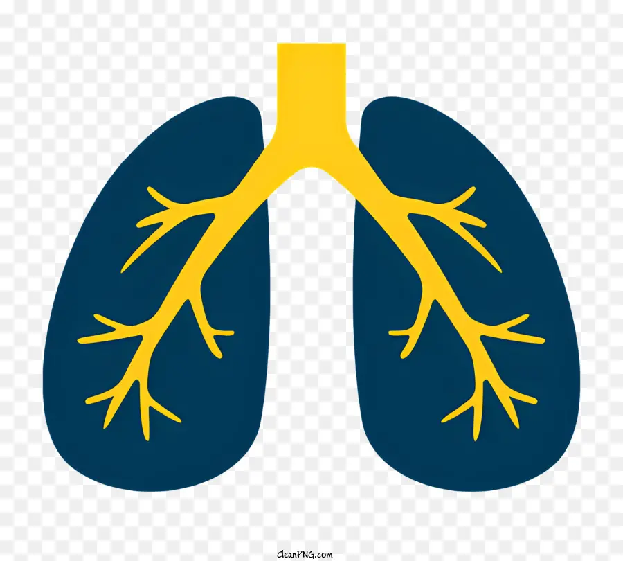 Estados，Sistema Respiratorio PNG