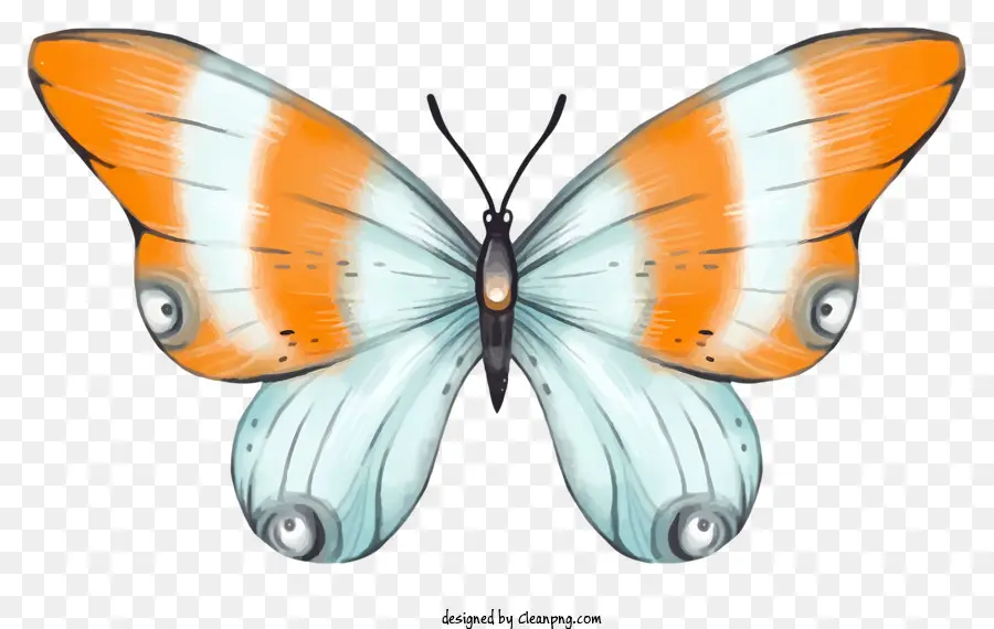 Mariposa Blanca，Marcas De Naranja Y Azul PNG