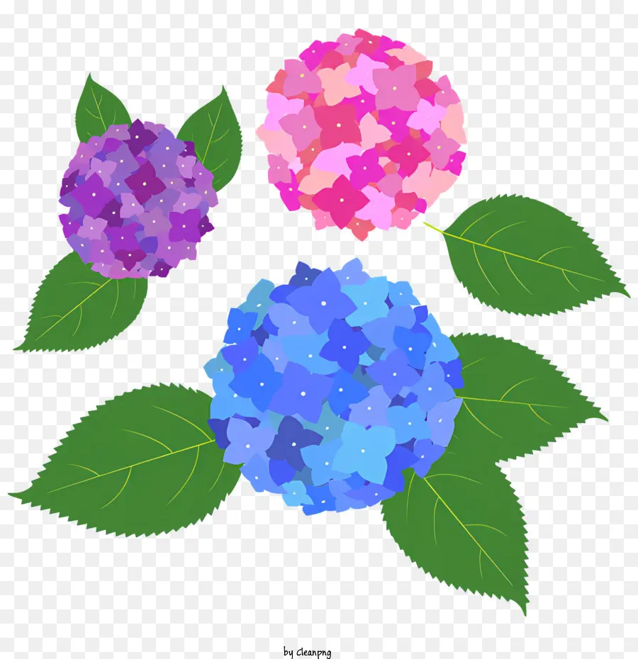 Las Hortensias，Pétalos Rosados ​​y Morados PNG