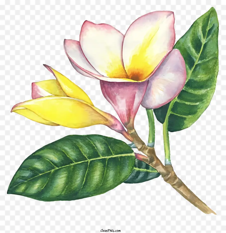 La Historieta，Flower Painting PNG