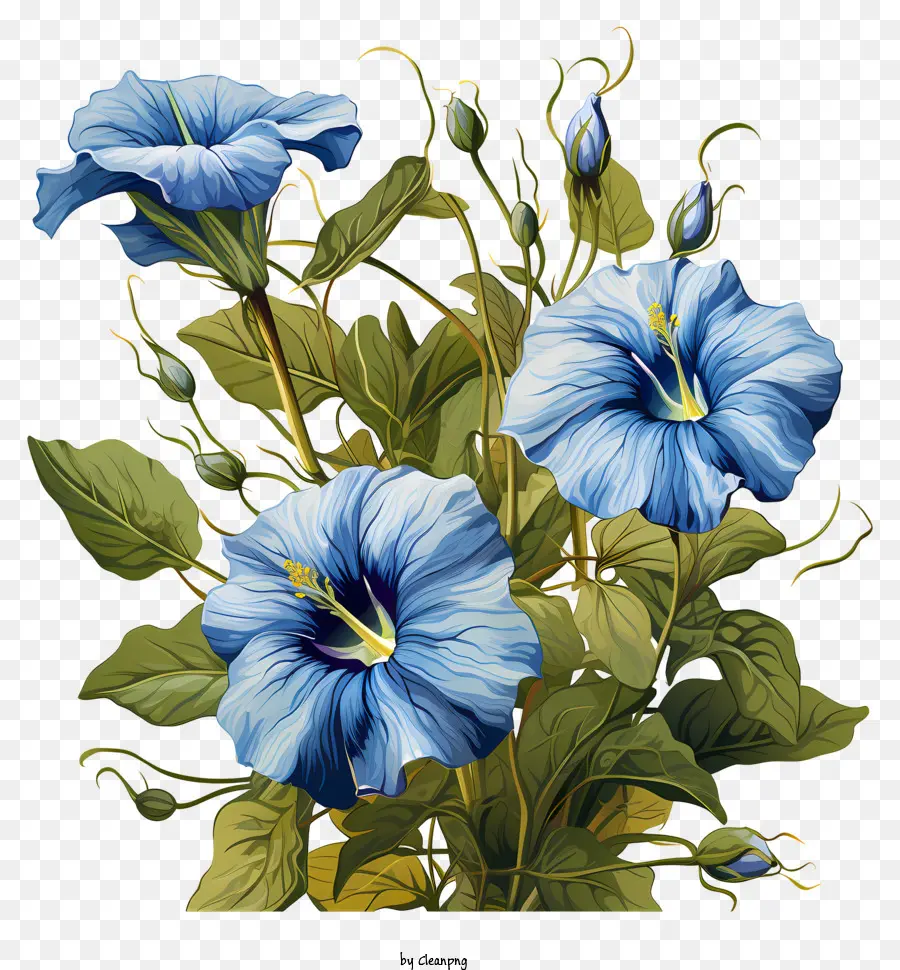 Flores De Color Azul，Centros Blancos PNG