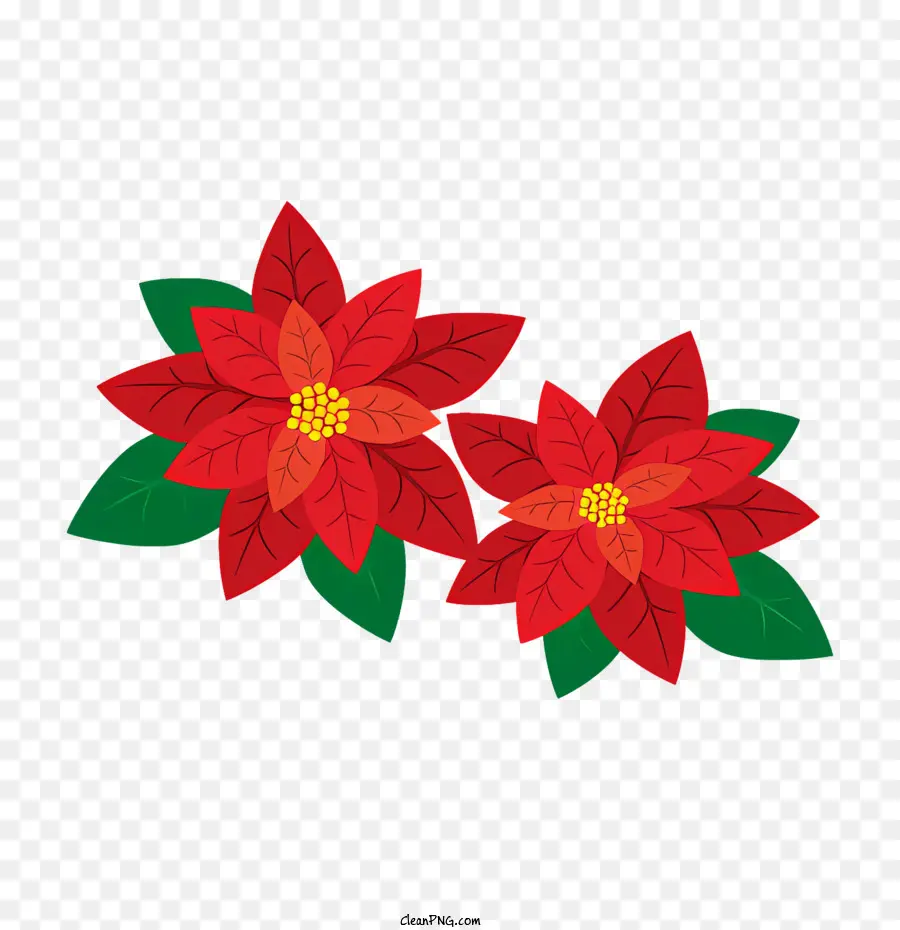 Poinsettias，Las Flores De Color Rojo PNG