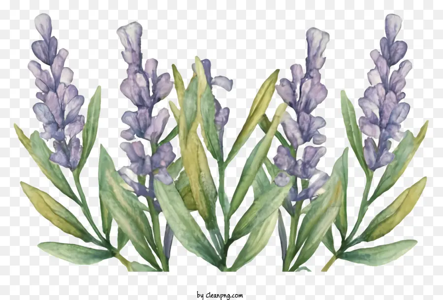 Dibujos Animados，Lavanda PNG