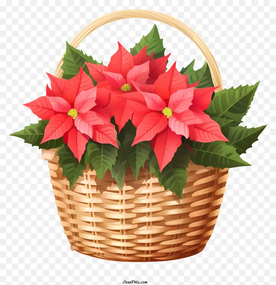 Estilo Isométrico，Flor De Pascua PNG