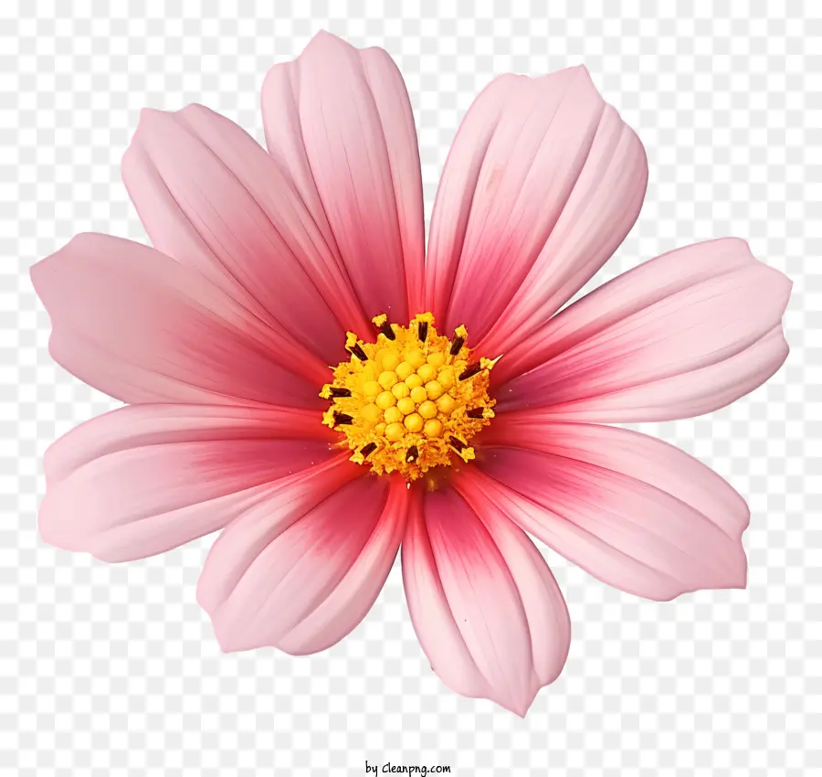 Flor Realista Del Cosmos 3d，Flor Rosa PNG