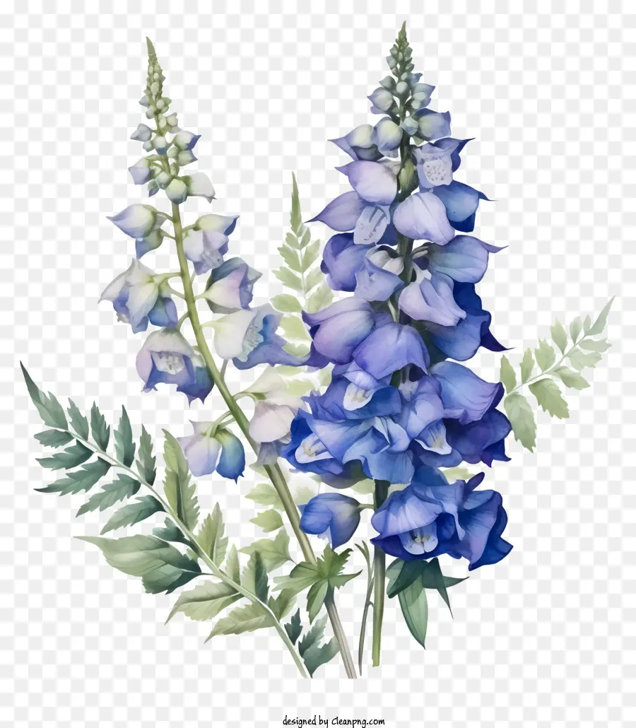 Arte De Flores De Delphinium，Pintura A La Acuarela PNG