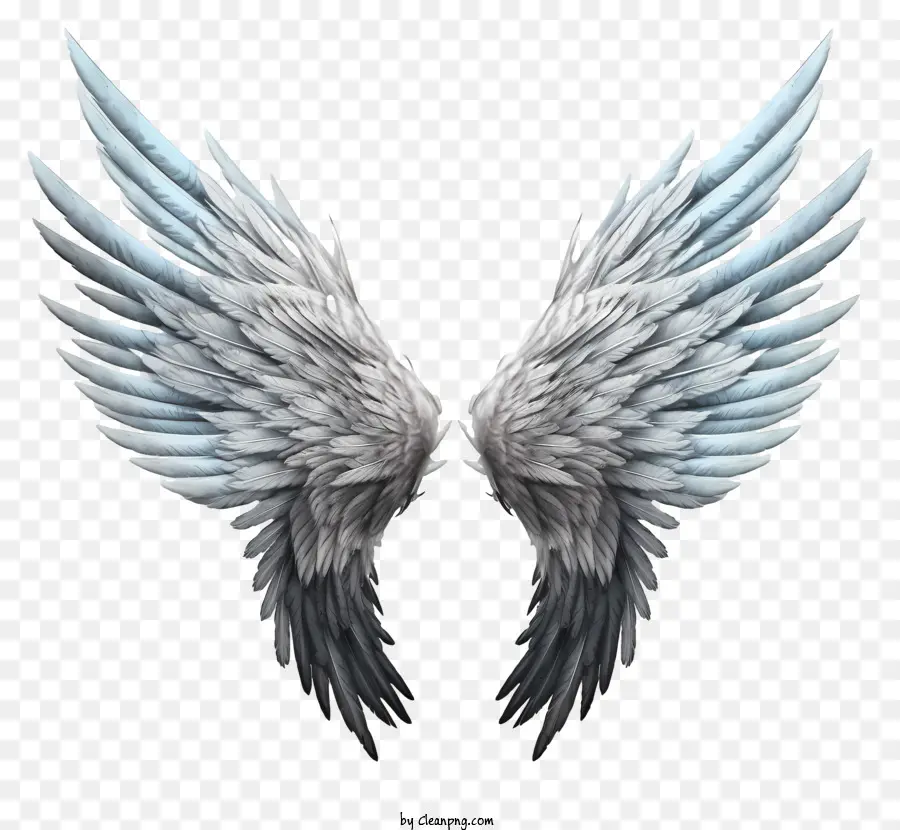 Sketch Angel Wings，Alas De ángel PNG