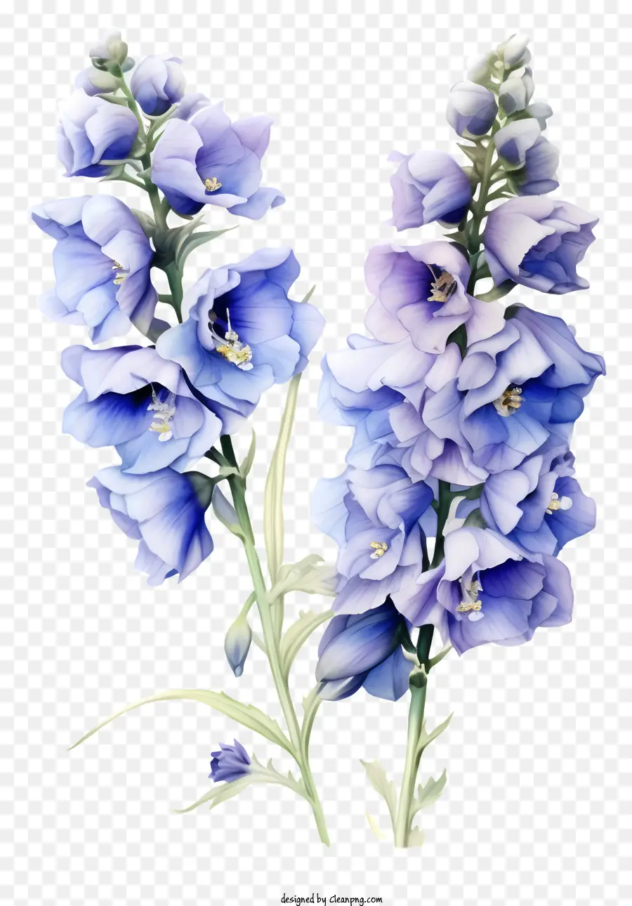 Arte De Flores De Delphinium，Flor Azul PNG