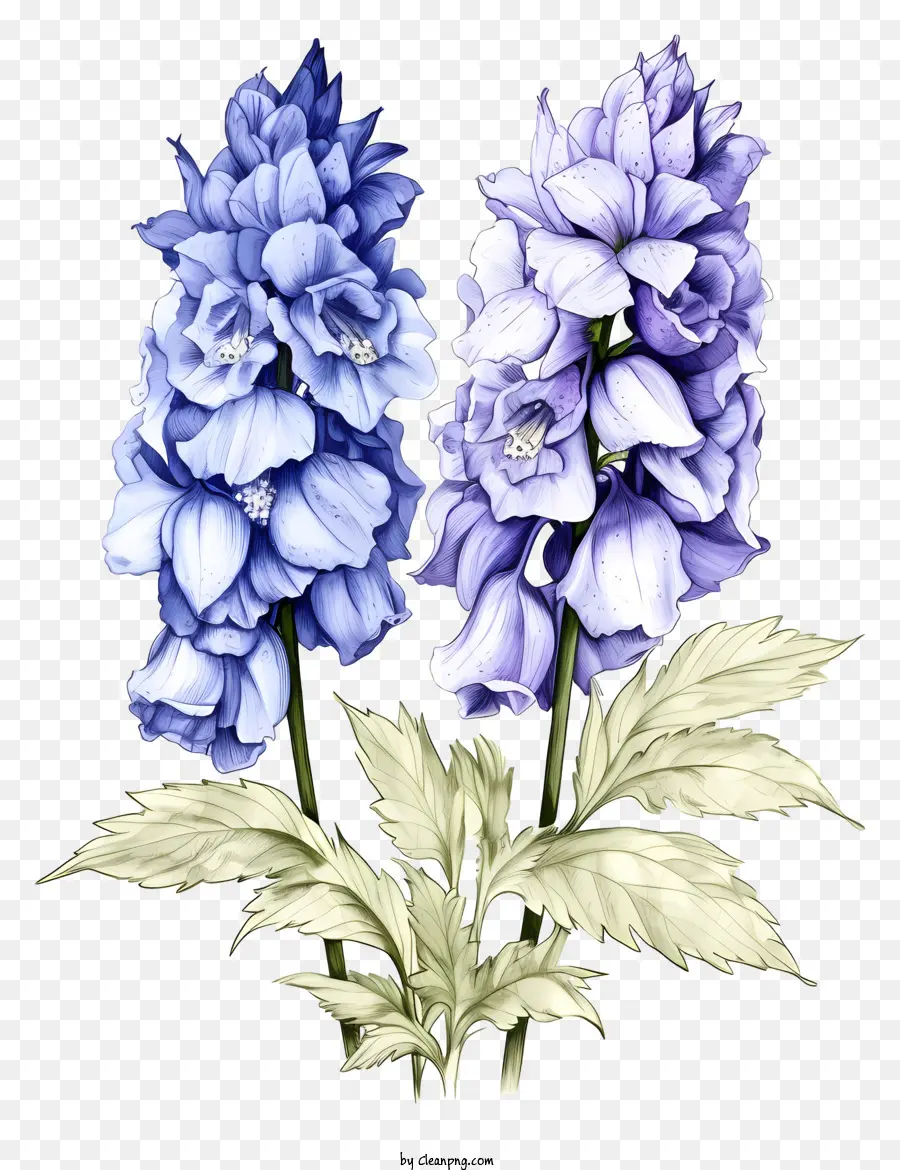 Sketch Delphinium Flower，Flores De Hibisco Azul PNG