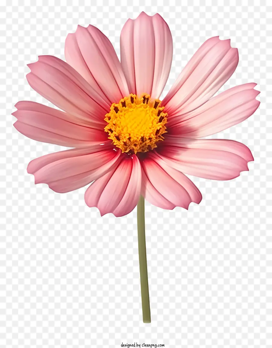 Flor Realista Del Cosmos 3d，Flor Rosa PNG