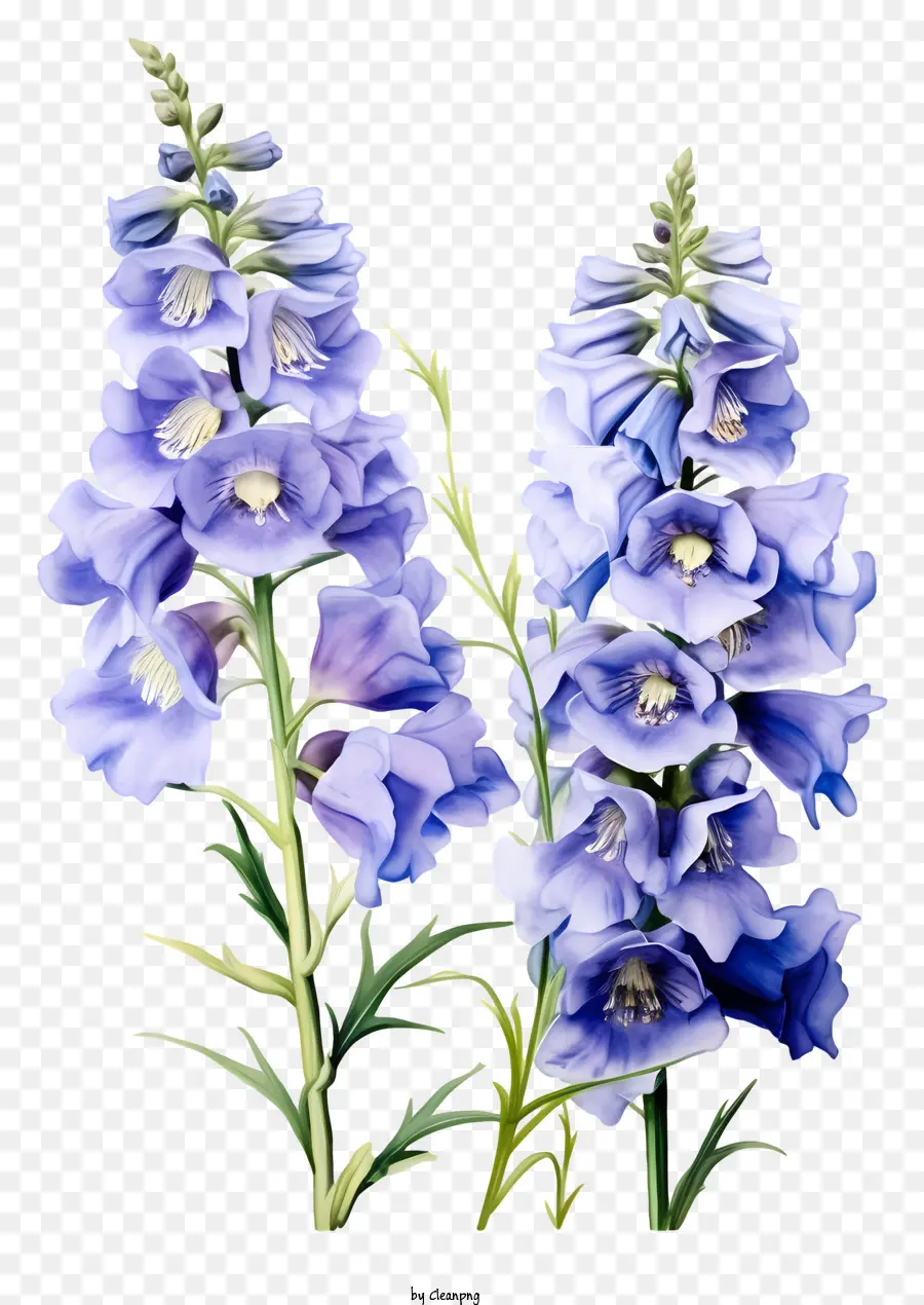 Arte Floral Del Delfinio，Flores Azules PNG