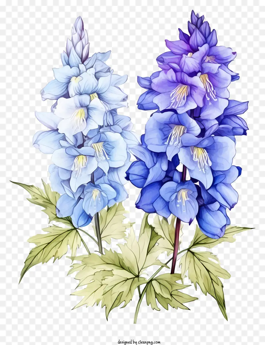 Bosquejo De La Flor Del Delfinio，Flores Azules Y Moradas PNG