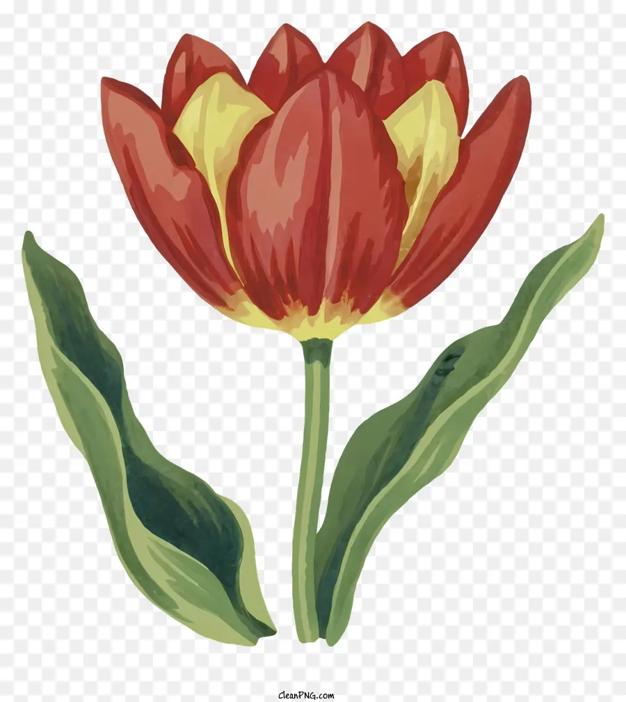 Dibujos Animados，Tulipanes Rosados PNG