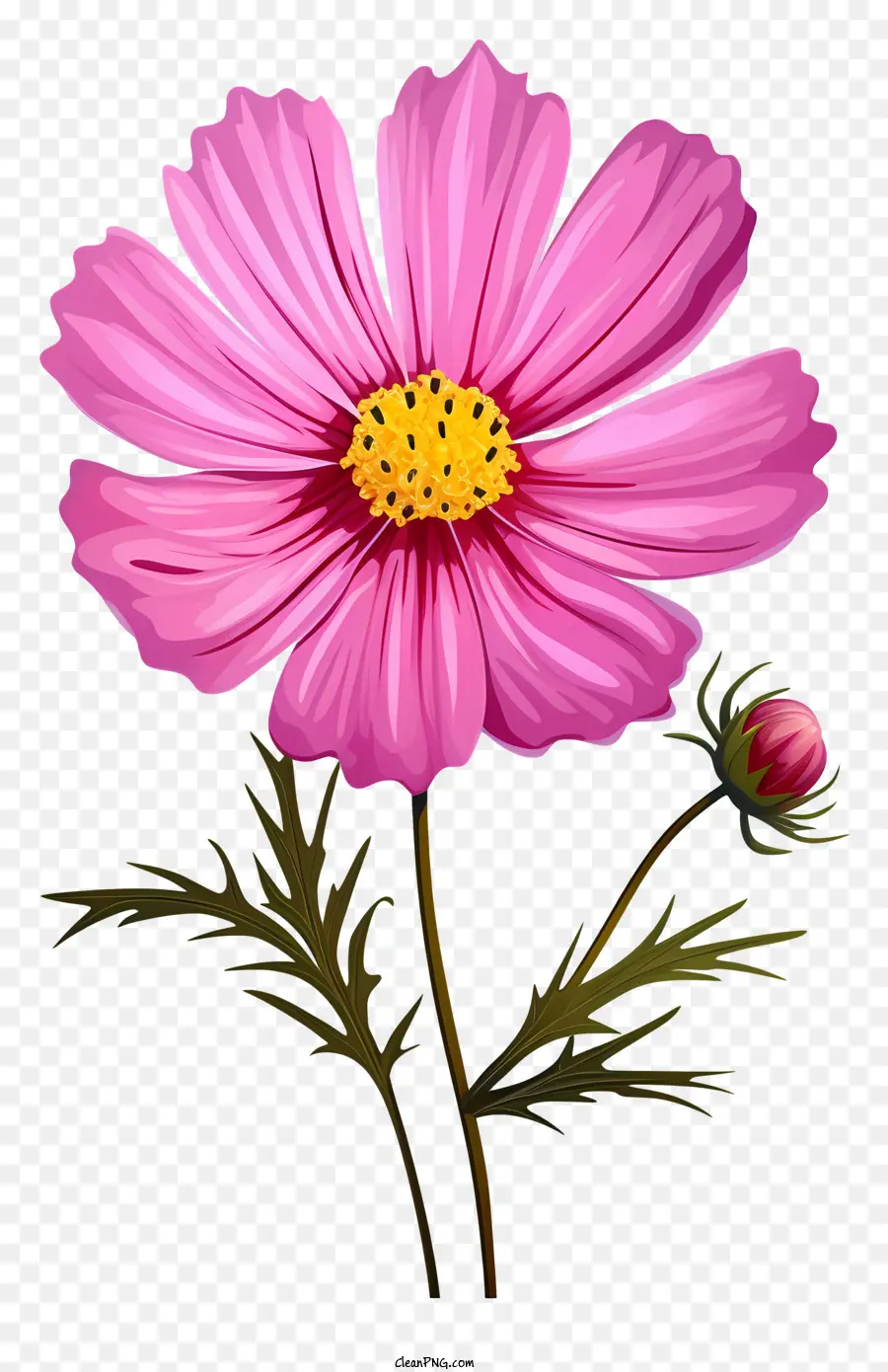 Flor Del Cosmos De Dibujos Animados，Flores Rosadas PNG