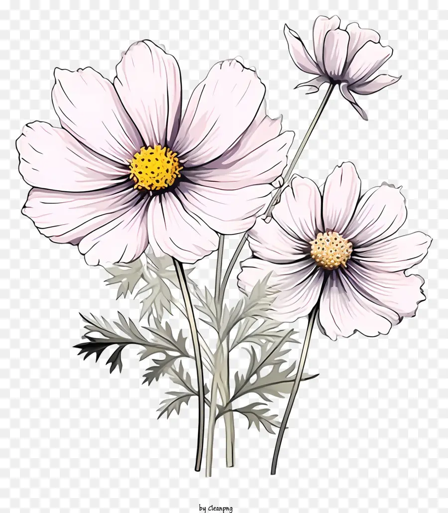 Doodle Cosmos Flower，Reconocimiento De Imagen PNG