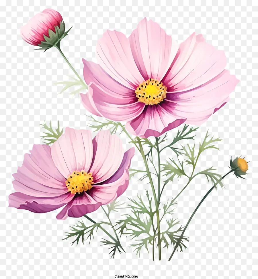 Elegante Flor Del Cosmos，Flores Rosadas PNG