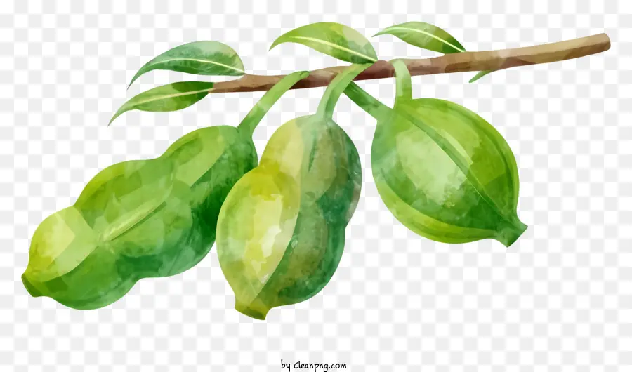 Dibujos Animados，Frutas Verdes PNG