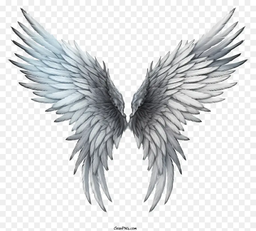 Sketch Angel Wings，Alas De ángel PNG