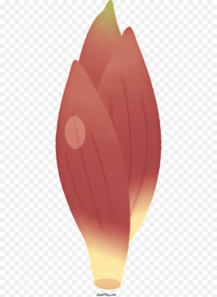 Dibujos Animados，Flor De Plátano PNG