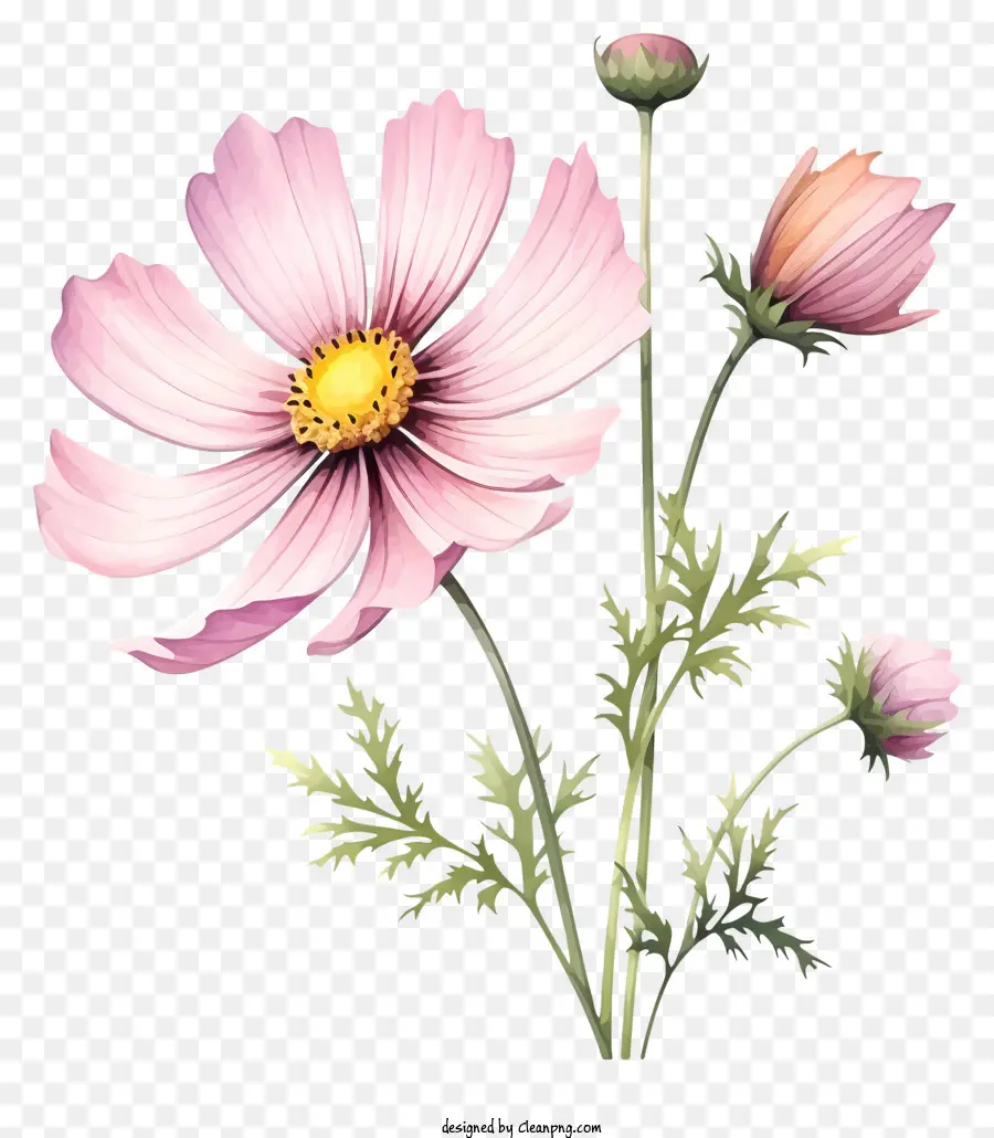 Elegante Flor Del Cosmos，Flores Rosadas PNG