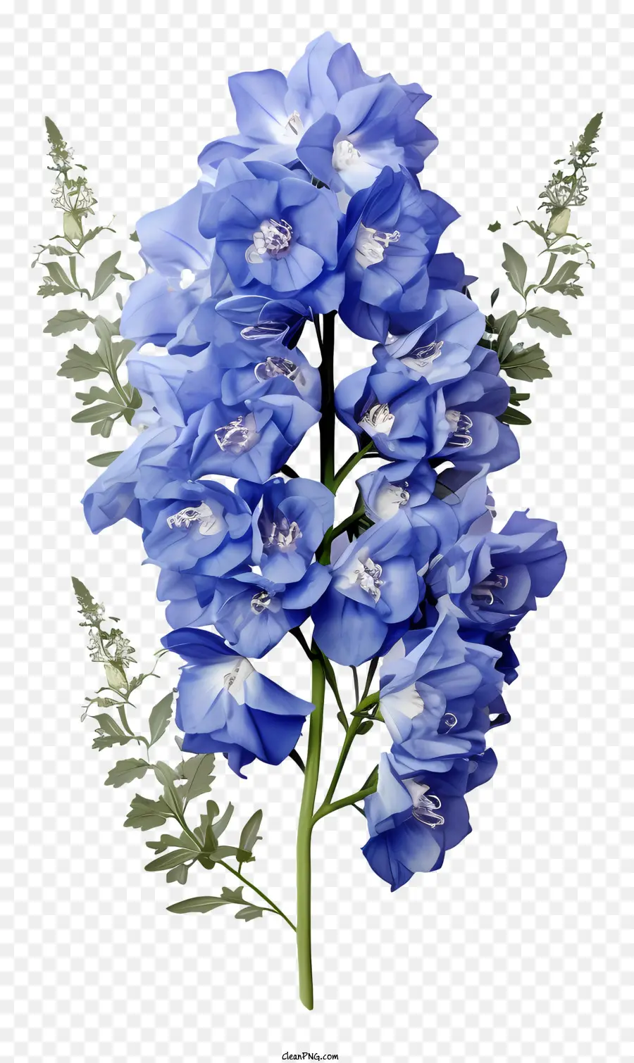 Grupo De Flor De Delphinium，Flores De Color Azul PNG