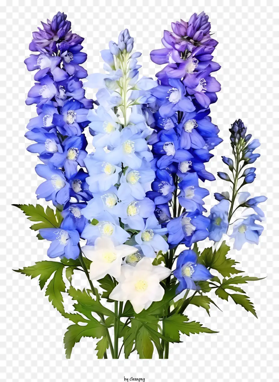 Arreglo Floral De Delphinium，Azul Y Blanco Flores PNG