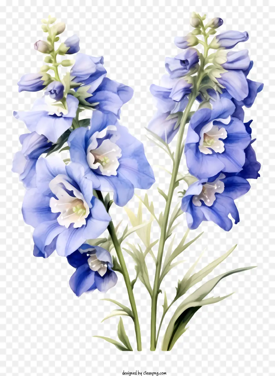 Flor Elegante De Delphinium，Azul Y Blanco Flores PNG