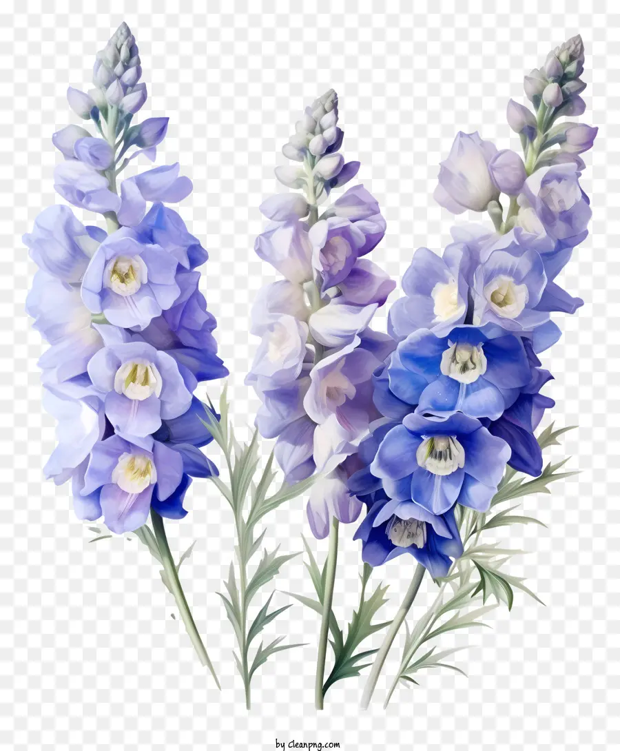 Grupo De Flores De Delphinium Dedicado，Flor Azul PNG