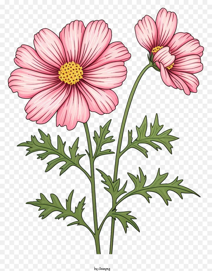 Ilustración De Vector Plano Minimalizado，Cosmos Flor PNG