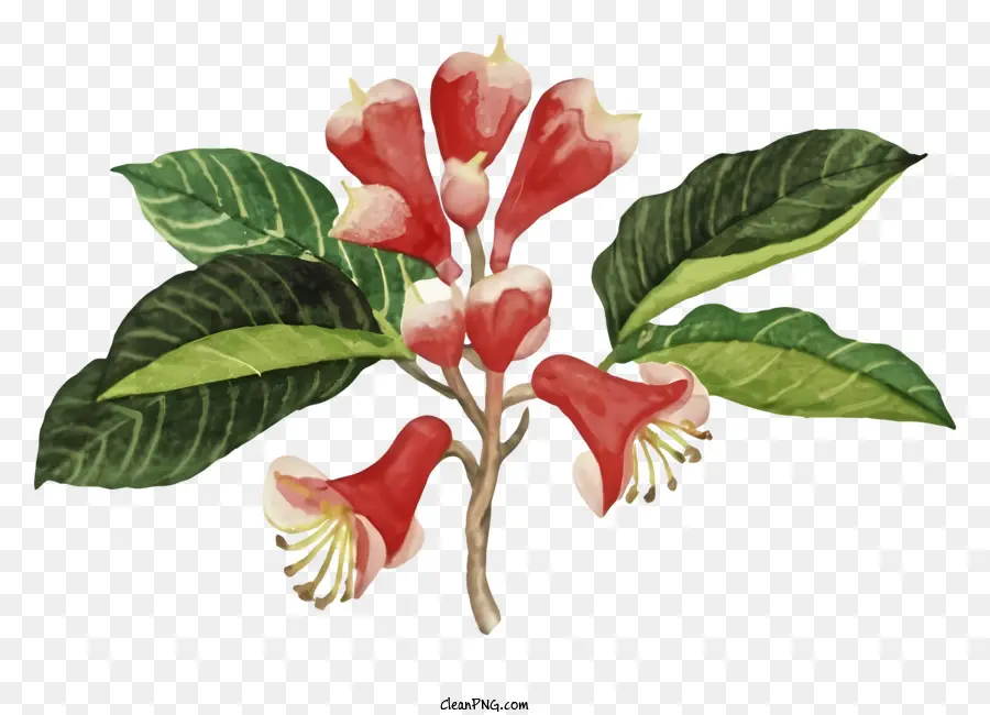 La Historieta，Flor Rosa PNG