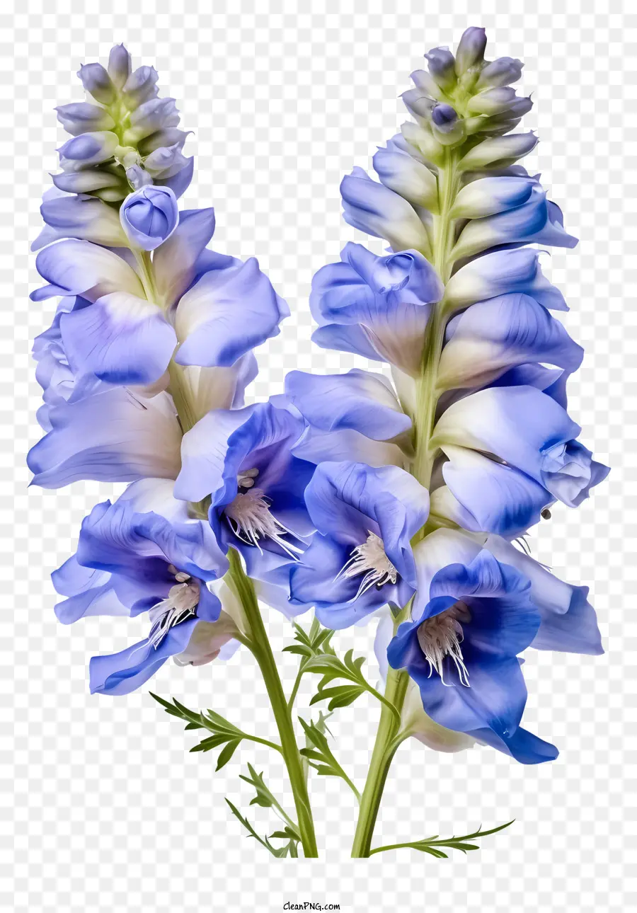 Flor De Delfinio Pastel，Flores Azules PNG