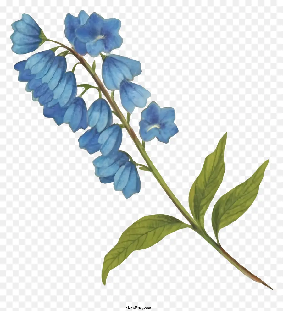 La Historieta，Flor Azul PNG