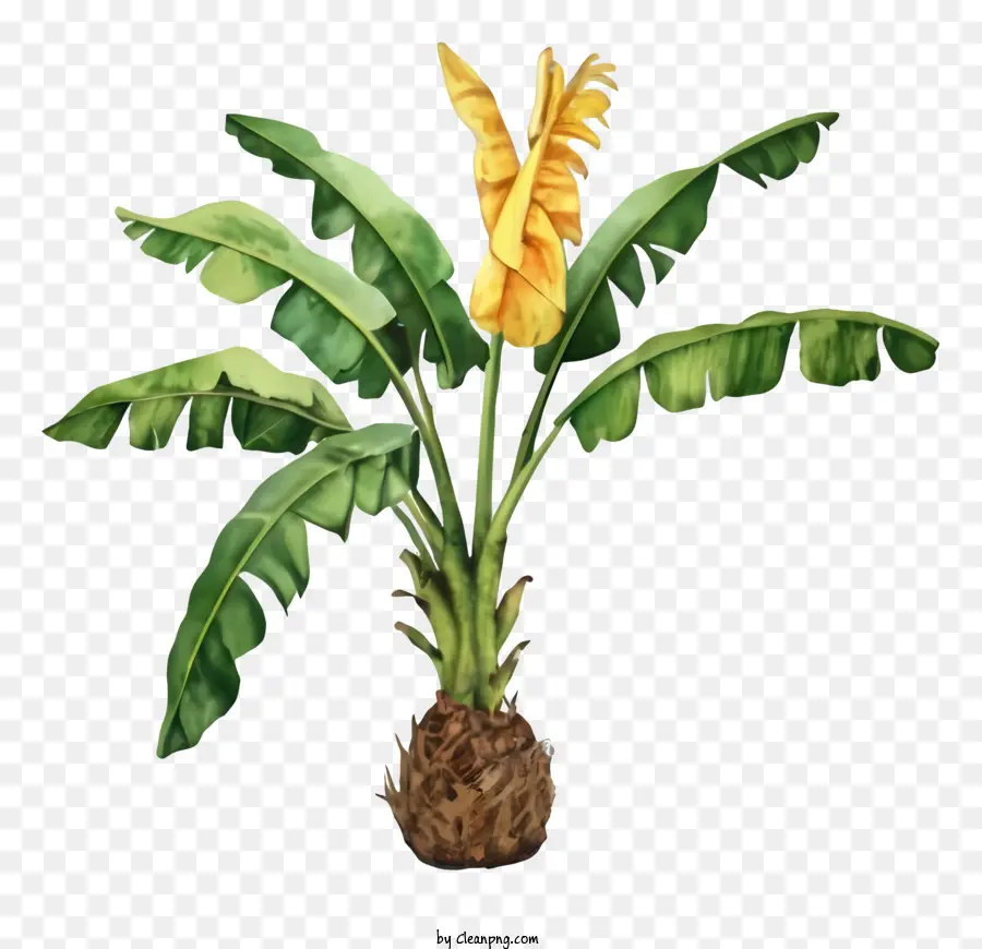 Dibujos Animados，Planta De Banano PNG