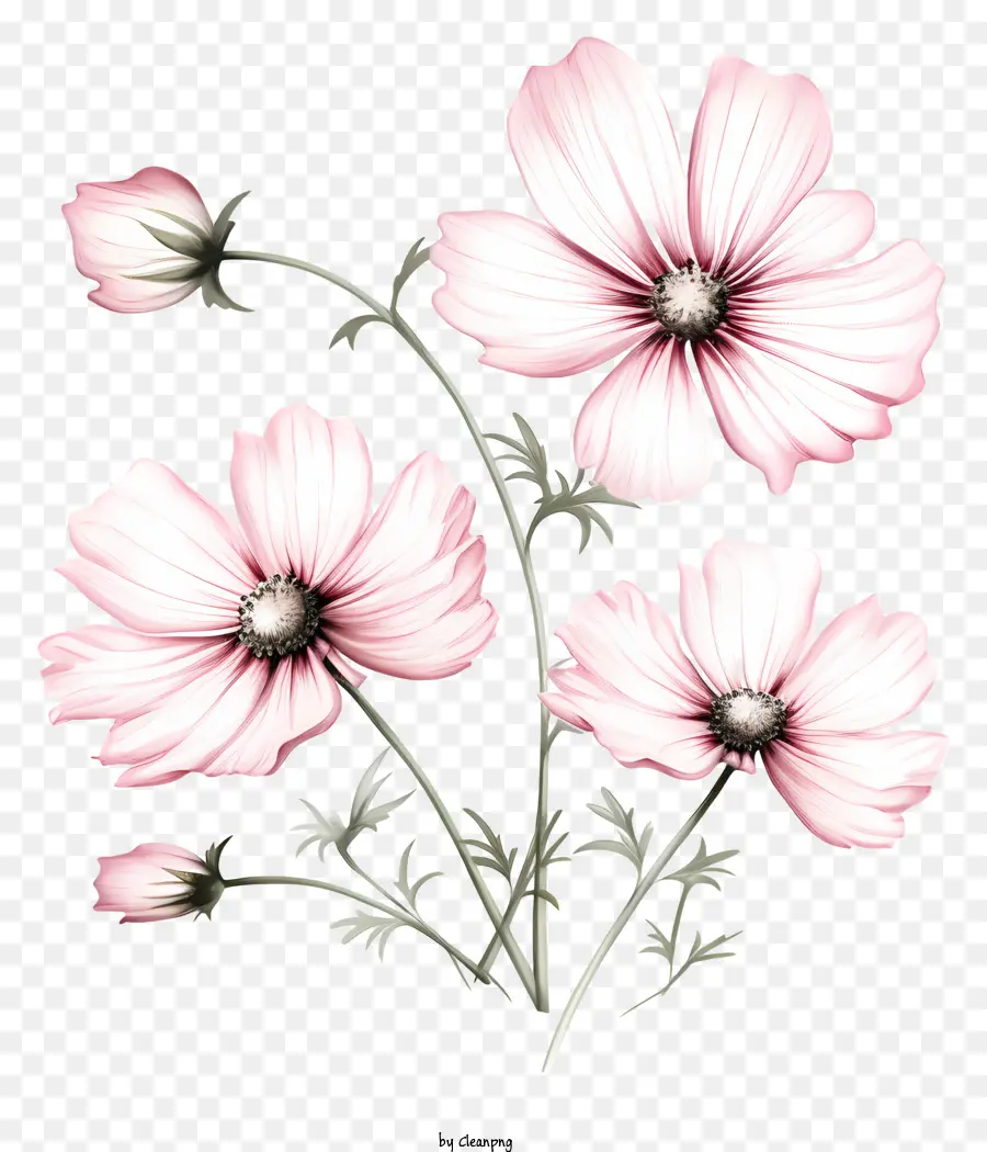 Sketch Cosmos Flower，Flores De Color Rosa PNG