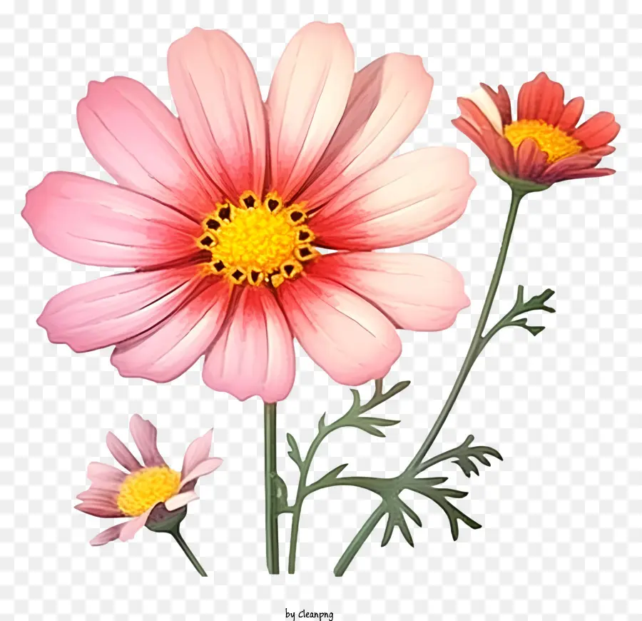 Floración Del Cosmos De Acuarela，Flores De Color Rosa PNG