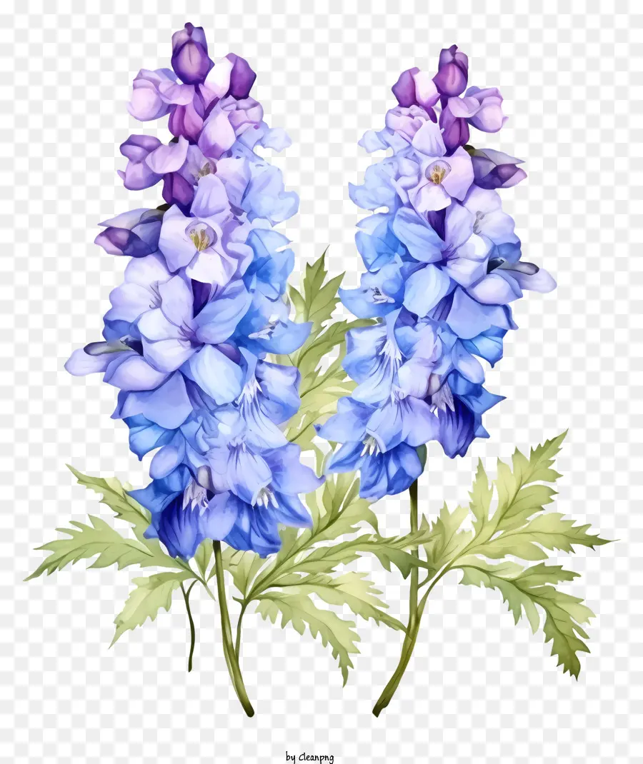 Floración De La Acuarela Delfinio，Las Flores De Lavanda PNG