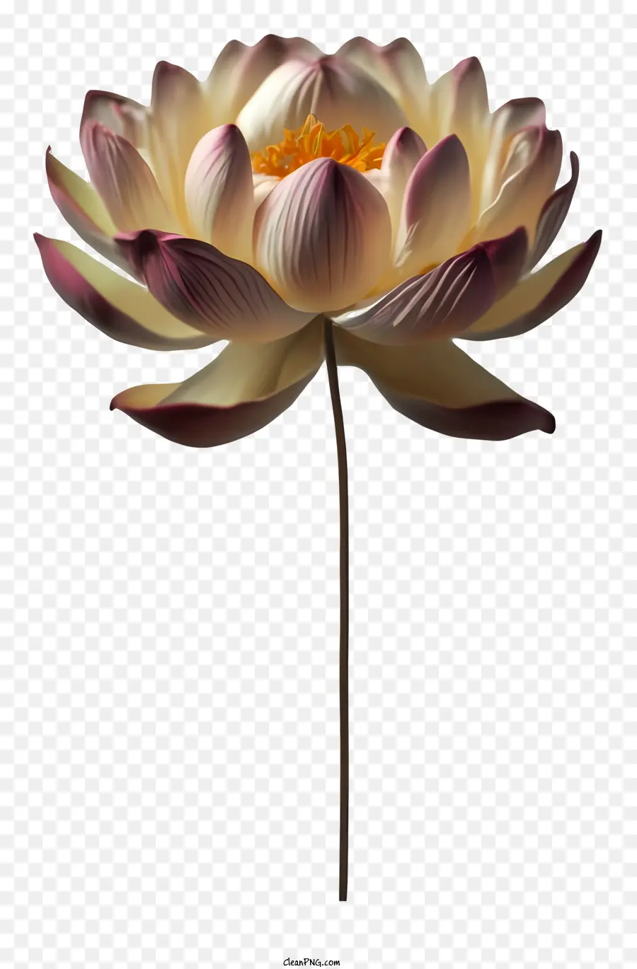 Dibujos Animados，Flor De Loto Rosa PNG