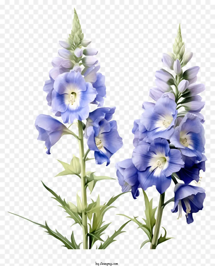 Flor Del Delfinio，Flores Azules PNG