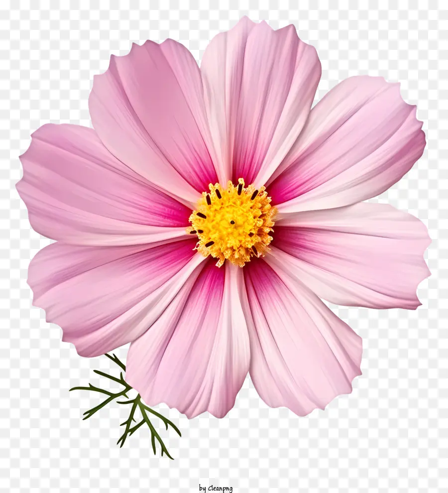 Cosmos Flor，Flor Rosa PNG