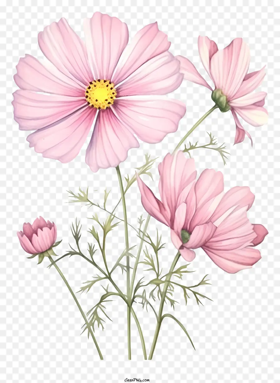 Flor Del Cosmos Pastel，Flores Del Cosmos PNG