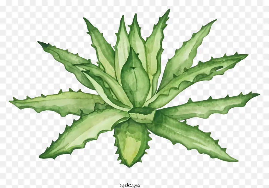 La Historieta，El Aloe Vera Plant PNG